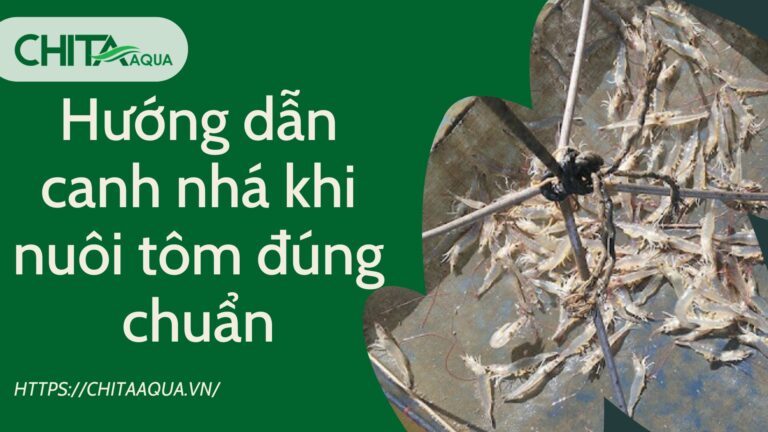 H ng D n Canh Nh Khi Nu i T m ng Chu n C NG TY TNHH CH TH NH AQUA